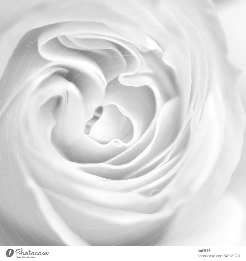 White Rose Abstract Black Close-up Flower Blossom Nature Beauty & Beauty pretty Floral naturally Spring heyday Blossom leave flora Blooming Summer Bright Fresh