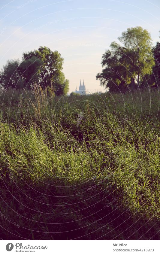 urban jungle Cologne Sky Nature Environment Bushes Grass Plant Town Manmade structures Landmark Belief Hope Green Wild North Rhine-Westphalia Cologne Cathedral