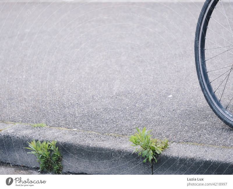 Green from the asphalt, plus a bicycle rear tire Plant Nature Sidewalk Kerbside Curbside Bicycle Spokes Street Asphalt Traffic infrastructure Gray