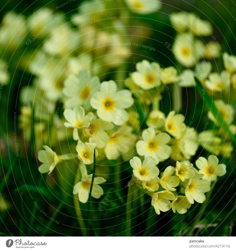 Primrose Plant Flower wild flower Blossom Yellow Spring nature conservation safeguarded protected species cowslip Close-up Blossom leave Detail