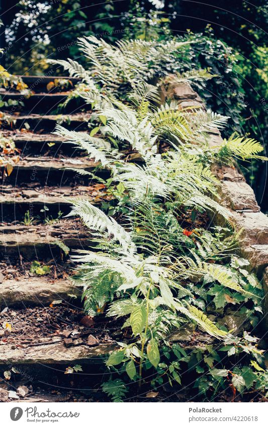 #A0# Overgrown rise Stairs stair treads Fern ferns fern growth Old stagger Nature Fern leaf grow together dilapidated Botany Green Plant Pteridopsida