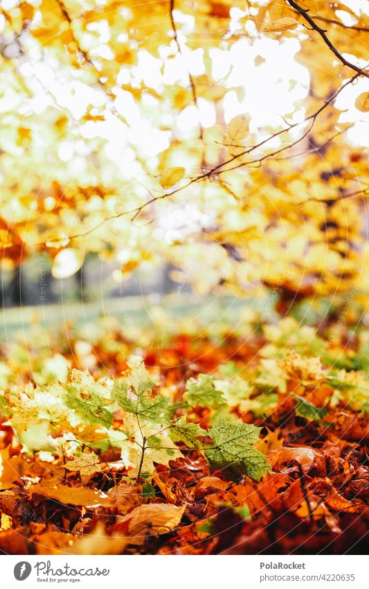 #A0# Autumn yellow Love of nature Experiencing nature foliage Autumnal Autumnal colours Early fall Automn wood Autumnal landscape autumn mood Nature out
