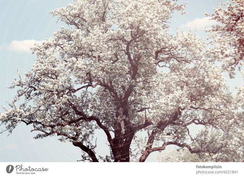 white flowering old tree Blossoming Tree Treetop Spring come into bloom blossoming romantic Ease White Delicate Fresh Spring fever Love of nature Springtime