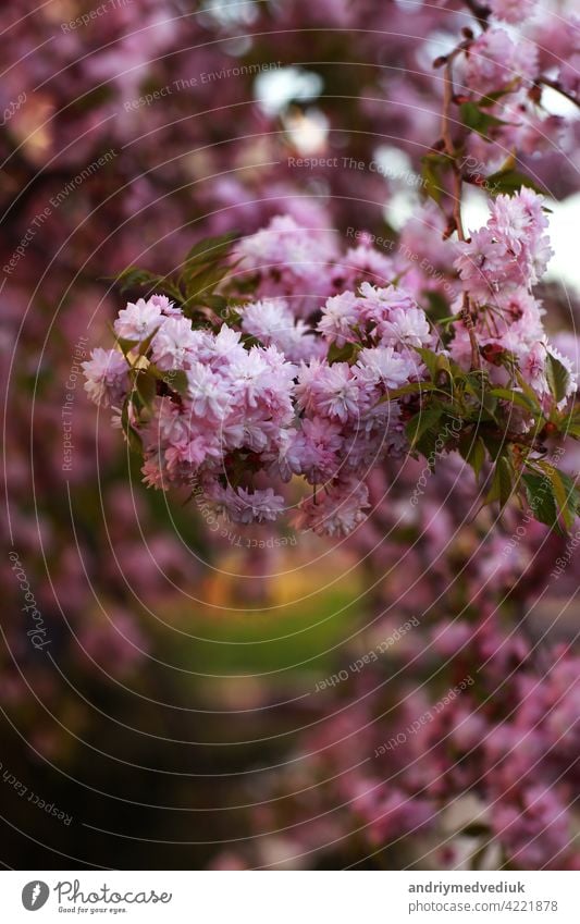 branches of a tree, a bush with pink flowers spring. beautiful pink blooming sakura blossom background garden nature closeup plant floral gardening beauty