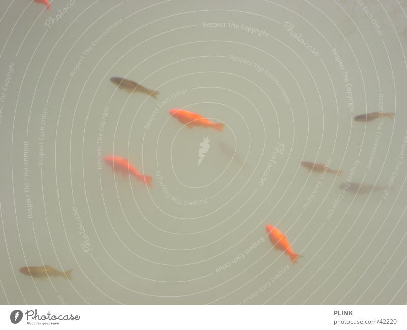 Heaven is a fish soup Goldfish Red Gray Dreary Calm Fish Water