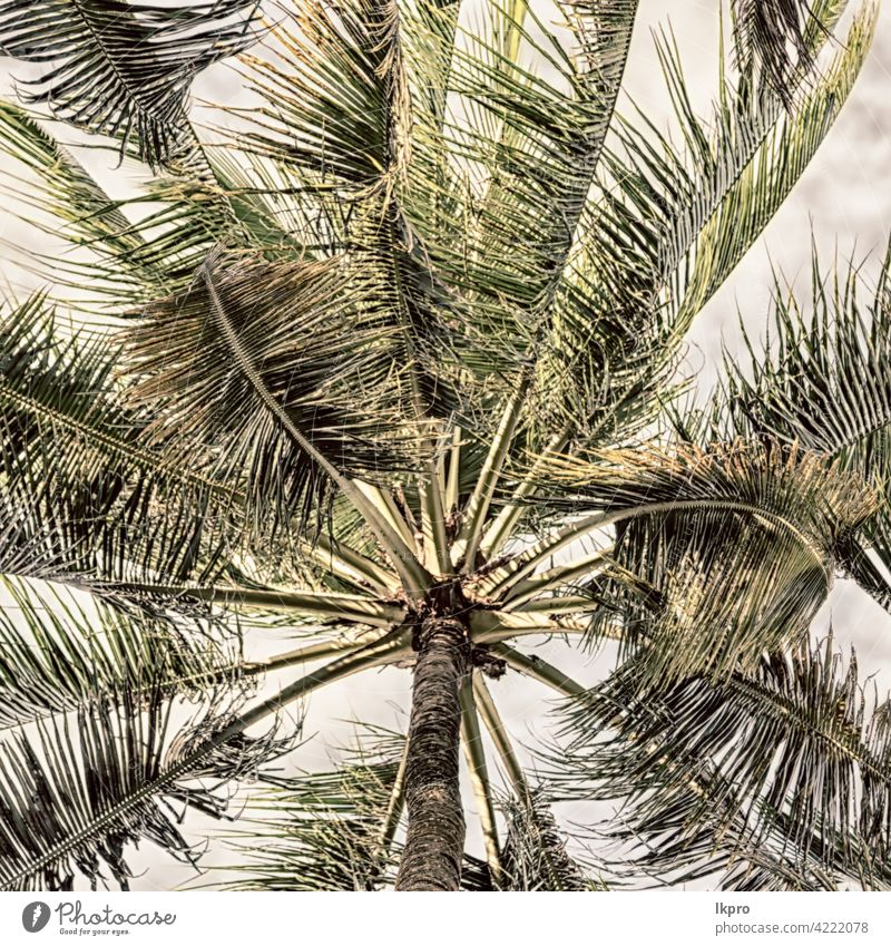 palm leaf and branch view from down abstract background beautiful beauty black bright cloud coast coconut concept exotic floral foliage forest fresh garden gray