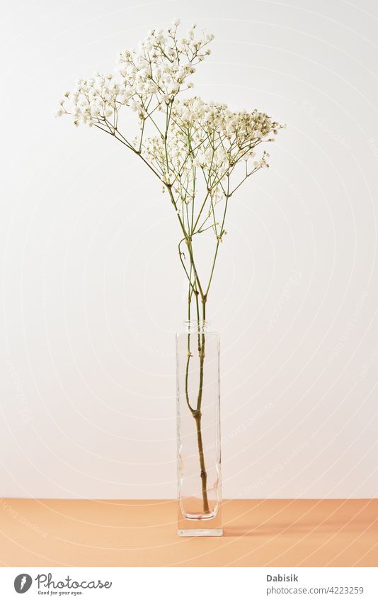 Plant in vase on pastel beige background plant branch decorate lifestyle green flower bouquet room design interior living vintage wall white beauty bottle cozy