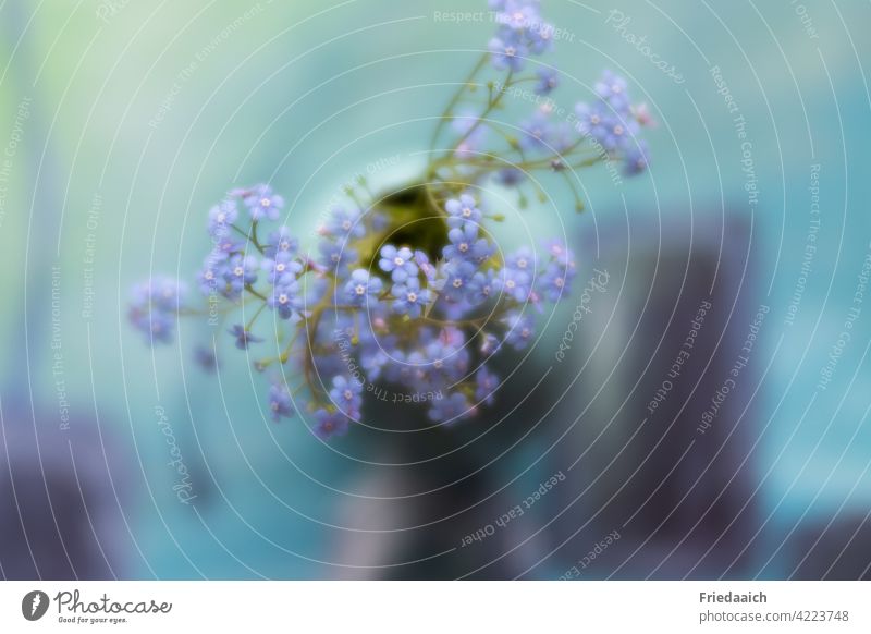 Forget-me-not flowers in vase from above on abstract background Still Life Decoration Shallow depth of field Bird's-eye view blurriness lensbaby Delicate Smooth