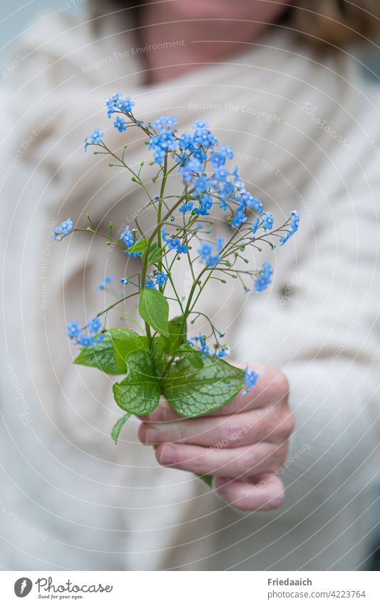 "I give you forget-me-nots." Forget-me-not little flowers Hand blurriness Delicate Love Joy Blue Spring Nature interpersonal Affection delicate colours daylight
