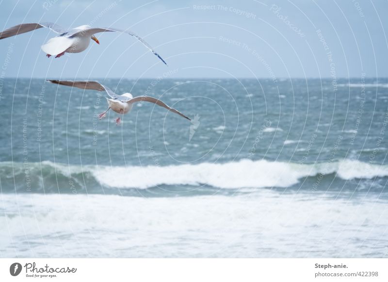 Take off! Air Water Clouds Bad weather Waves Coast Beach North Sea Ocean Bird Seagull 2 Animal Observe Movement Flying Hunting Looking Free Infinity Tall Cold