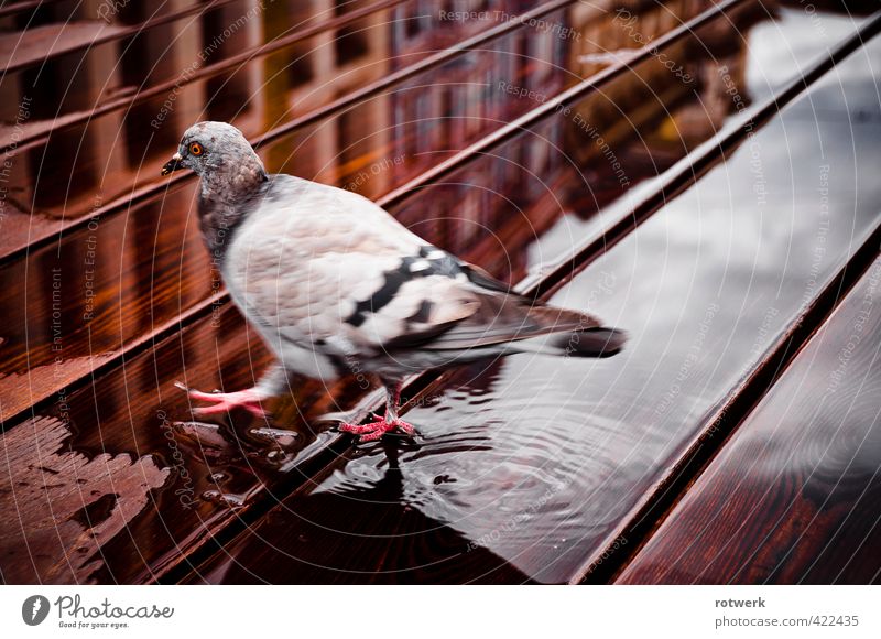 left-wing triad Pigeon 1 Animal Water Rutting season Stagnating Colour photo Exterior shot Reflection Bird's-eye view
