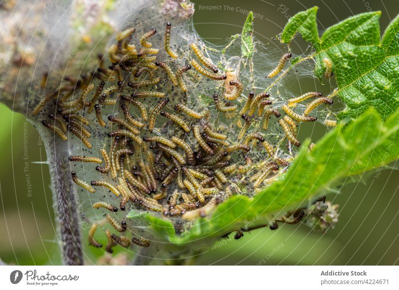 Communal network of larvae of the family Yponomeutidae moths web communal web nature natural forest animals arthropods zoology insects entomology entomologist