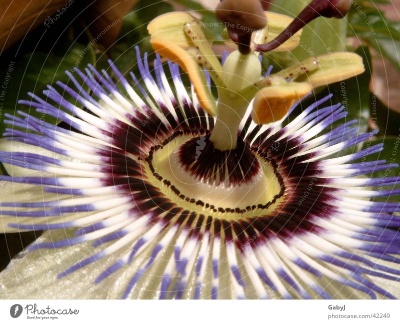 passion Passion flower Wreath Flower Blossom Creeper Against Brilliant Beautiful Exceptional Nature radial Upward Sun Pistil Circle