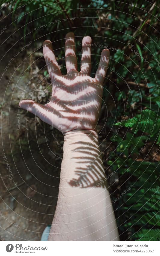 hand in the shadows with ferns light sunlight silhouette fingers palm body part wrist arm skin person gesture concept symbol outdoors minimal minimalism