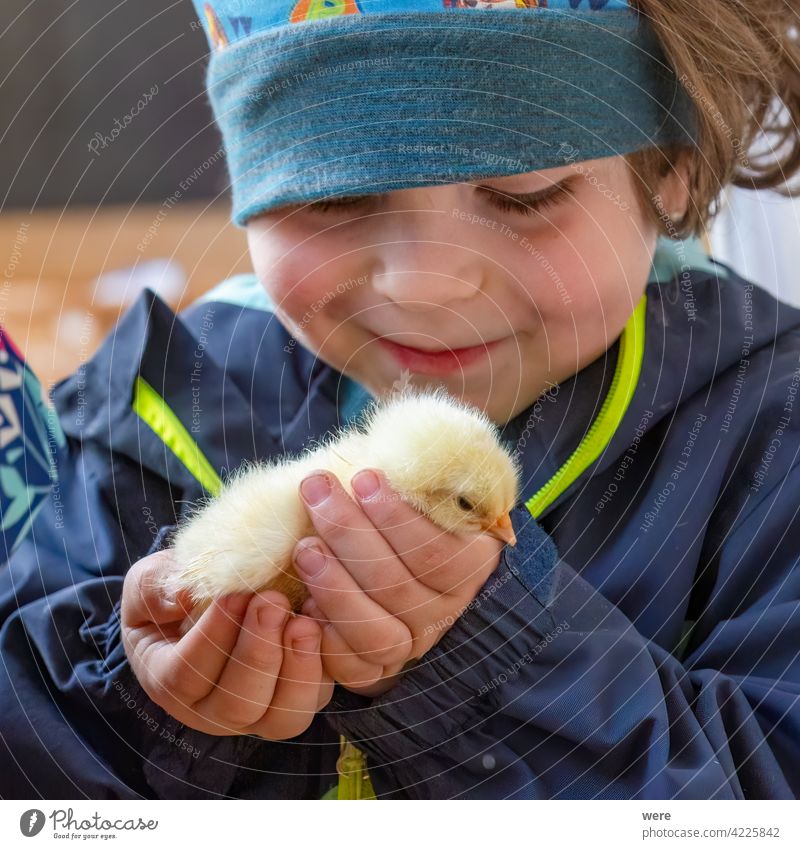 A child tenderly holds a chick in his hand Child Caucasian Joy Boy (child) Happy Infancy Marvel Experiencing nature Colour photo Human being 3 - 8 years Toddler