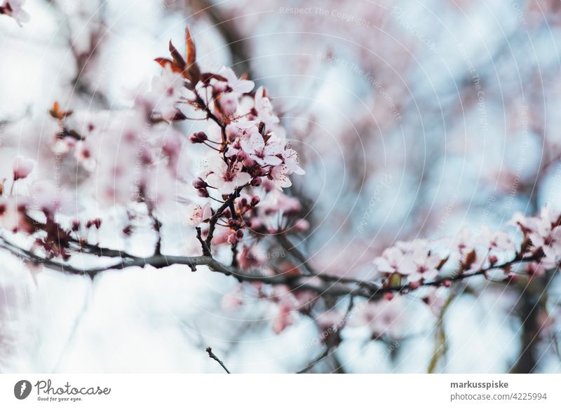 Colorful spring blossom beautiful beauty blaze of color bloom bokeh bright brown bunch closeup colorful colors colour countryside fantasy flora floral