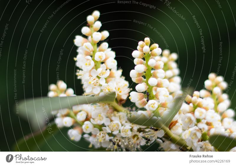 Creamy white inflorescences of cherry laurel where ants are having fun Cherry Laurel Blossoms blossoms White cream Ant Spring bush Hedge spring candlestick