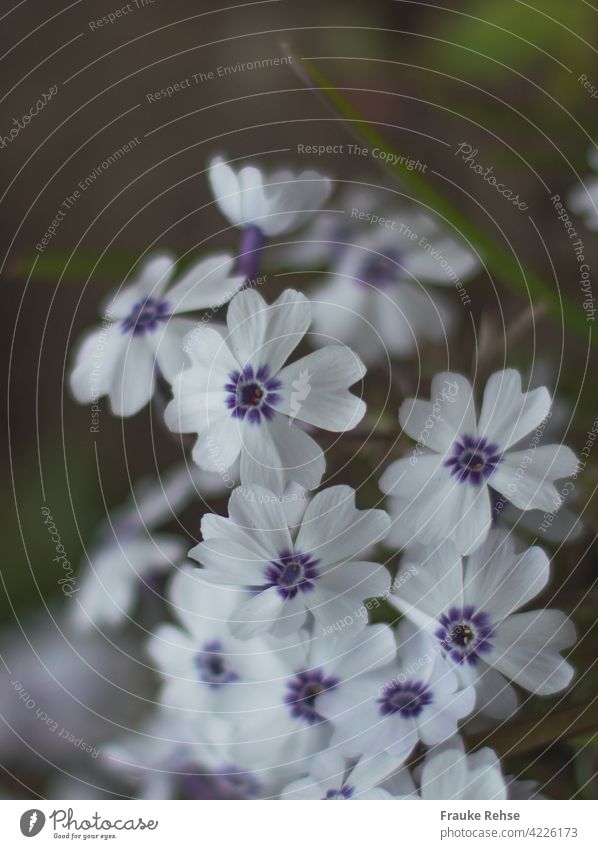 Cushion phlox Bavaria - flowers in white and blue cushion plox Moss phlox blossoms White Violet purple Blossoming Delicate Spring Garden spring bloomers