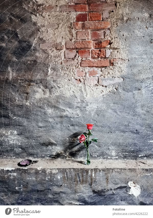A long abandoned place was pimped by Bellaluna with 2 roses. lost places Decline Past Transience Old Change Broken Ravages of time Derelict Architecture