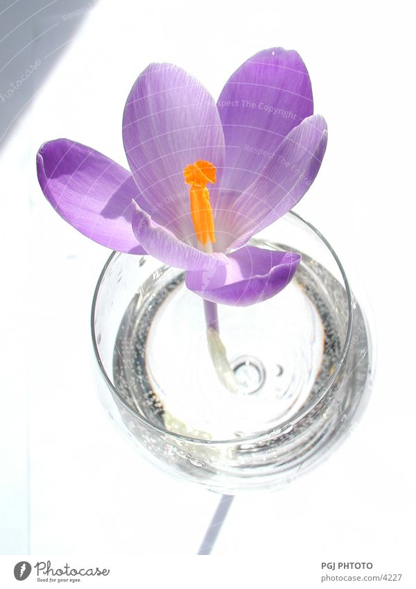 love trial Crocus Flower Violet Style glass Nature Colour