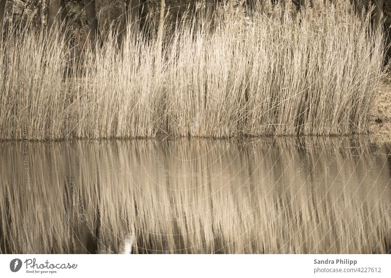 Reflection of light brown reed reflection Water Lakeside Idyll Environment Landscape Exterior shot Nature Calm Colour photo Relaxation Peaceful Water reflection