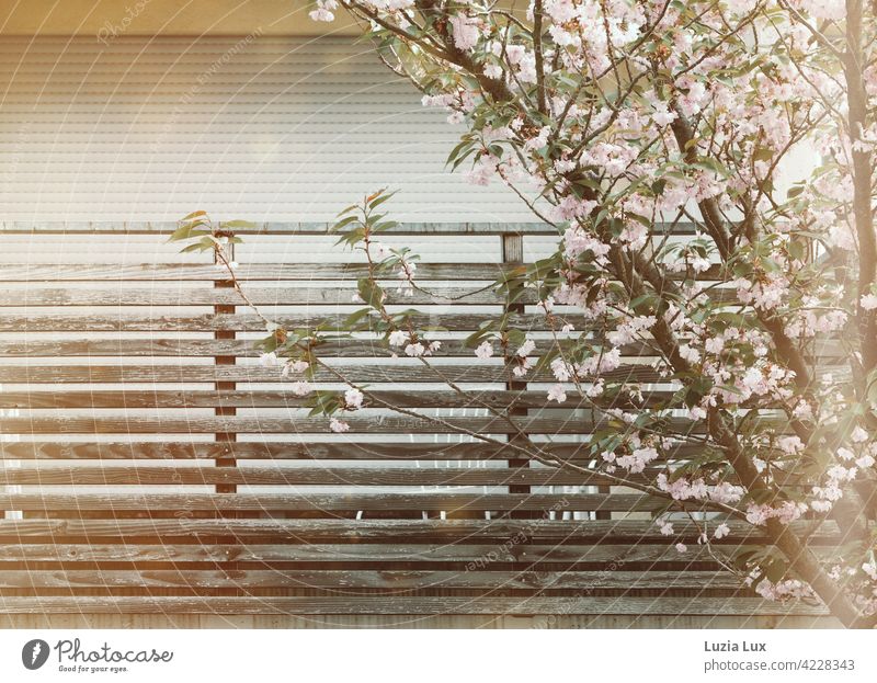 Ornamental cherry blossom in front of the balcony Pink vernally Sunlight sunshine Spring May Blossom Bright kind Closed Roller shutter pretty Blossoming
