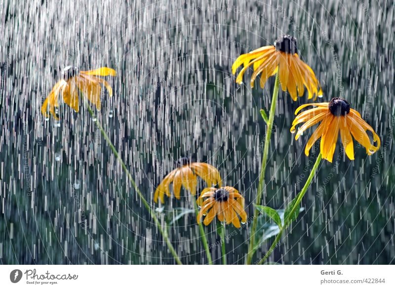 It's raining on the sun hat. Rain Rainwater Refrigeration Change in the weather Drops of water Wet Bad weather Sunlight Flower Rudbeckia Plant Yellow