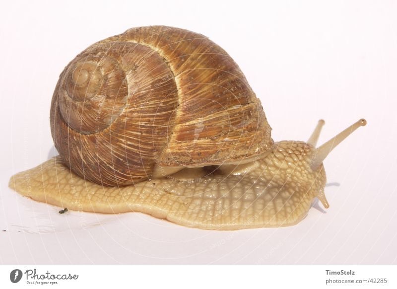 snail Vineyard snail Snail shell Transport Mollusk