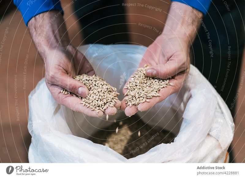 Crop brewer showing malt in beer factory cereal grain germinated product natural organic fabric man worker bag demonstrate professional production job