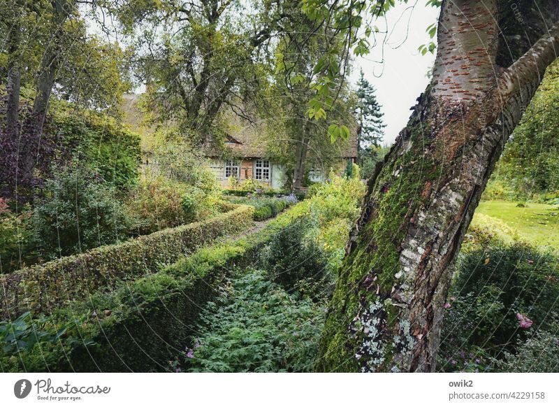 Mossy and weathered Garden Garden plants Mecklenburg-Western Pomerania Thatched roof house Northern Germany Detail Evening House (Residential Structure)
