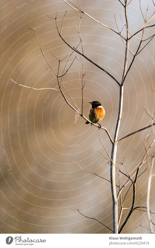 Common Stonechat male on his singing roost Bird Animal Exterior shot Colour photo Deserted Wild animal Animal portrait Grand piano Beak plumage Eyes feathers