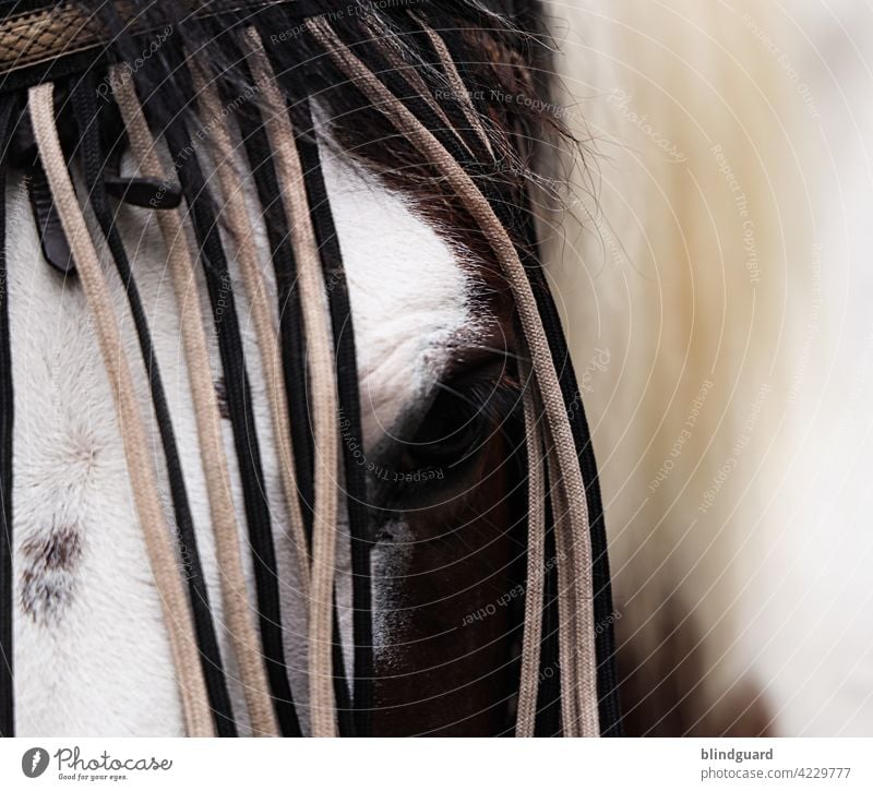 Animal love | horse jewelry Horse Head Eyes Headband Exterior shot portrait Pelt Hair Mane Pinto Leather Eyelash tapes hair Hairy Deserted Living thing