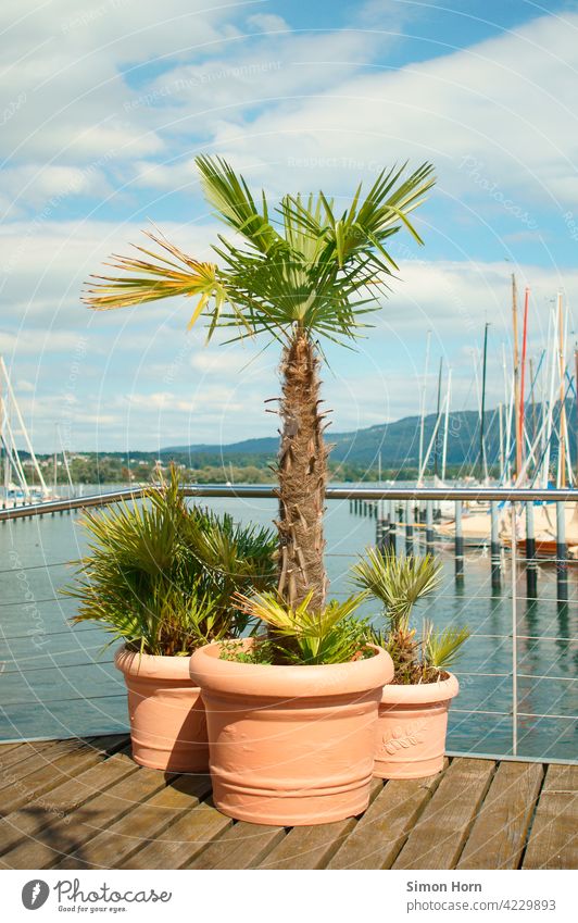 An arrangement of palm trees in front of a lake with sailboats Palm tree Lake Water ship free time Warmth Sail Flowerpot lake landscape panorama vacation