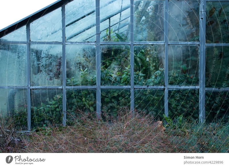 Greenhouse with misted windows and bushes. Rectangular windows of glass show plants, leaves and crops. Orangerie Leaf Nature Glass Condensation vanitas shrubby