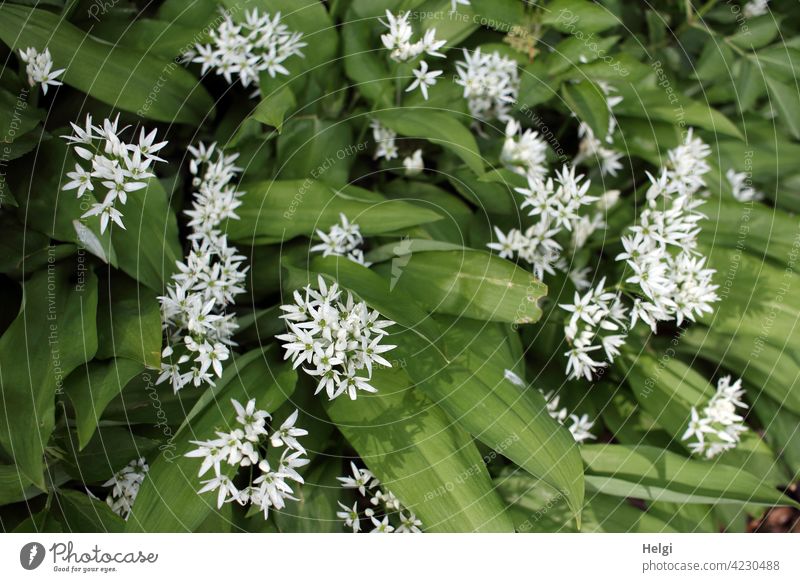 Wild garlic plants with many flowers grow on the forest floor Club moss wild garlic blossom Forest Woodground Spring Nature Environment Bird's-eye view Light