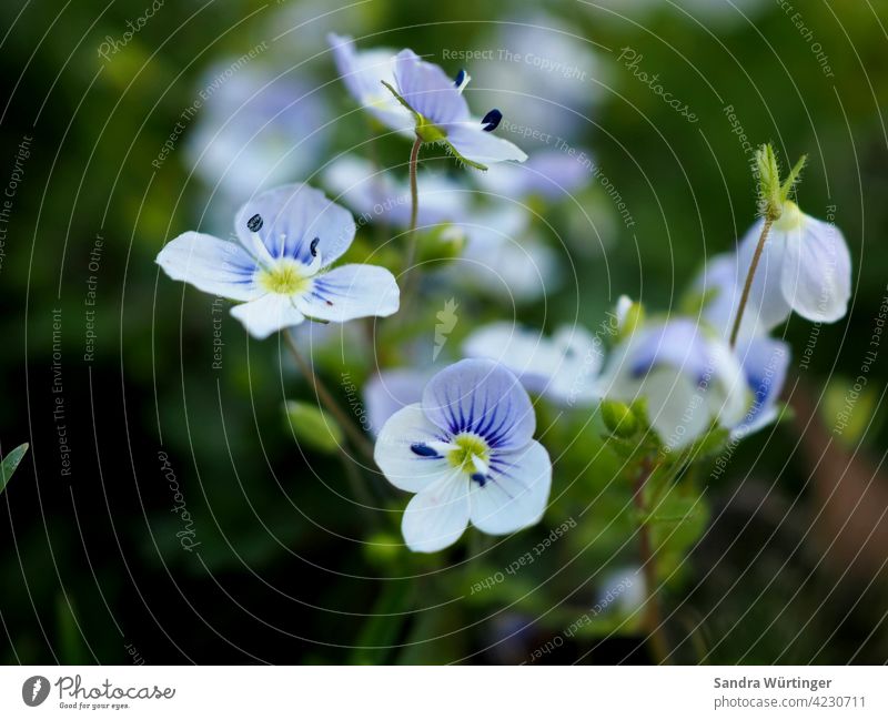 Veronica (speedwell) / tender weed / garden weed / wild plant honorary prize Wild plant Weed Plant Nature Flower Blossom Meadow Summer Park Grass Colour photo