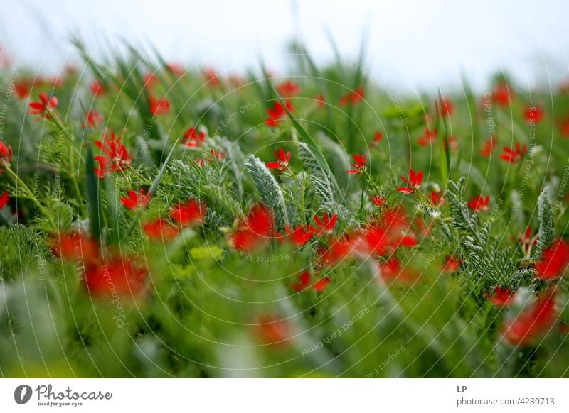 background with red wild flowers and grass in the wind Exterior shot green fragility Grass Blossoming Colour photo Day Neutral Background romantic spring Fresh