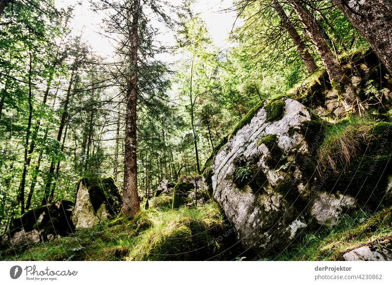 Forest in the Soča Valley II Deep depth of field Light (Natural Phenomenon) Contrast Shadow Copy Space middle Copy Space bottom Copy Space right Copy Space top