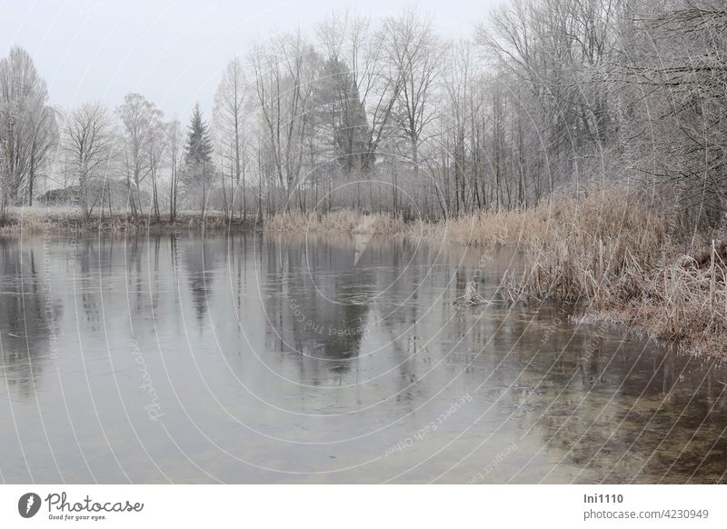 dull frosty January day at the lake Frost Lake stagnant water Pond Ice Dreary foggy Cold Hoar frost grasses shrubs trees Winter Winter mood reflection
