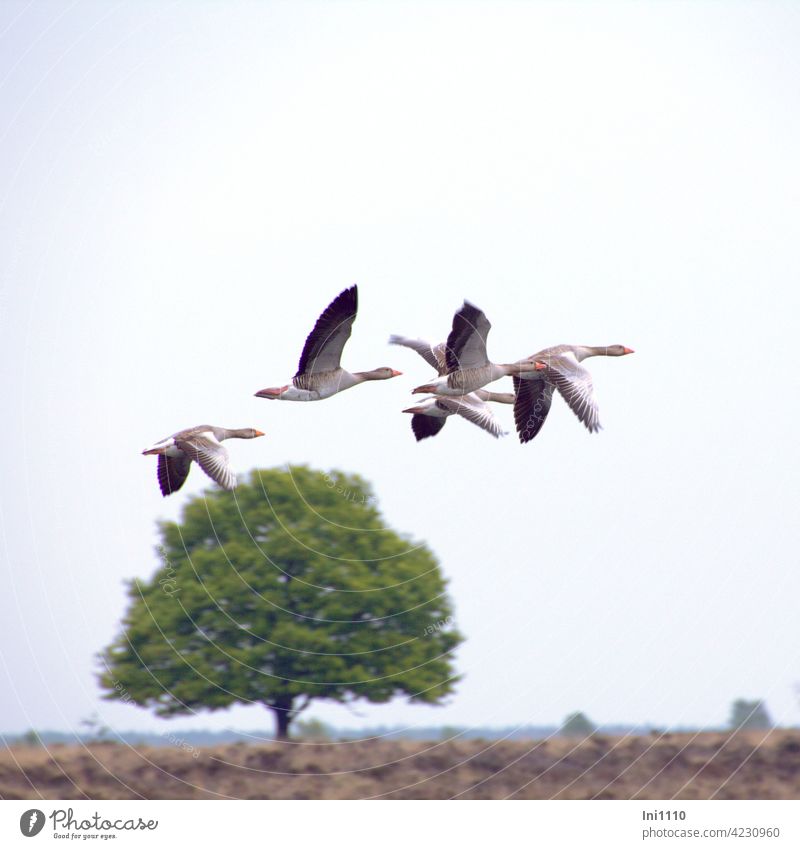 Grey geese at the start grey geese Duck birds waterfowls departure launch Tree grey sky flapping Trup group compact