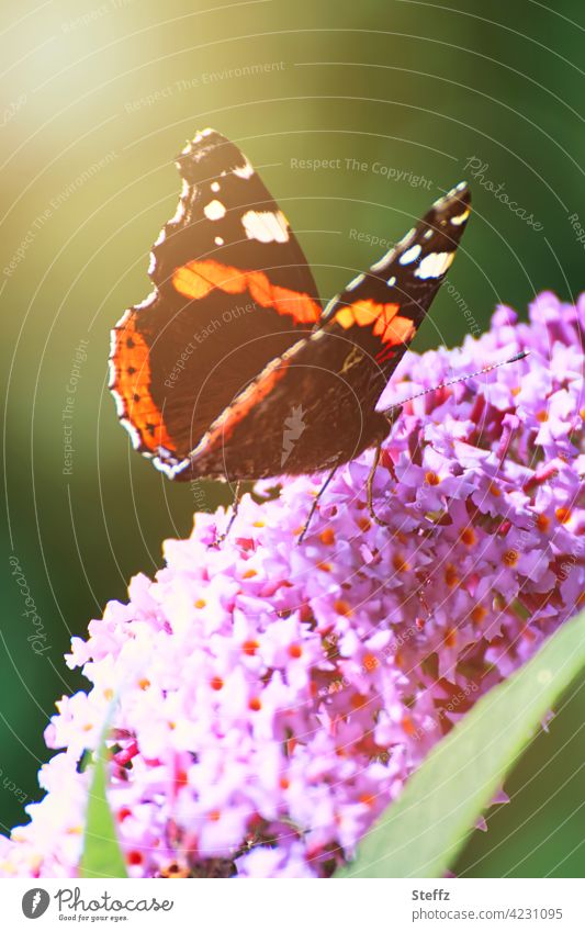 The Admiral on a Butterfly Lilac Red admiral Buddleja butterfly bush butterflies Ornamental plant Noble butterfly flowering shrub Nectar plant butterfly wings