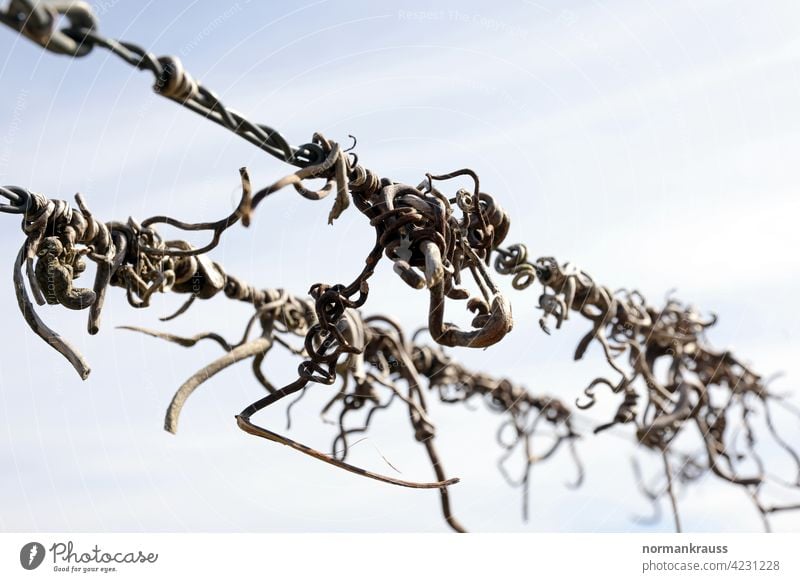 withered vines rebranch vine plant vine tendril embrace Wire Tendril Wine growing agrarian To hold on Hold Agriculture flora detail Close-up Nature Withered