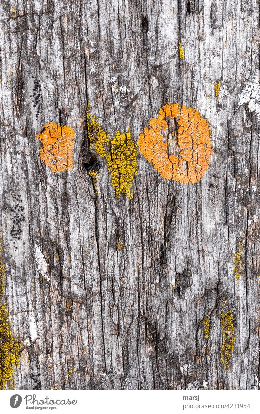 Weathered wood with orange and yellow lichen. Like an owl face. xanthoria parietina Wood Old Subdued colour Patina Abstract Feral Loneliness Derelict