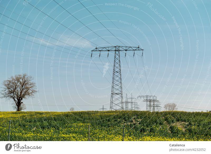 Electricity pylons, blooming rape field, trees, meadows and the sky in springtime Nature Landscape flora Plant Canola Canola field Energy power cable