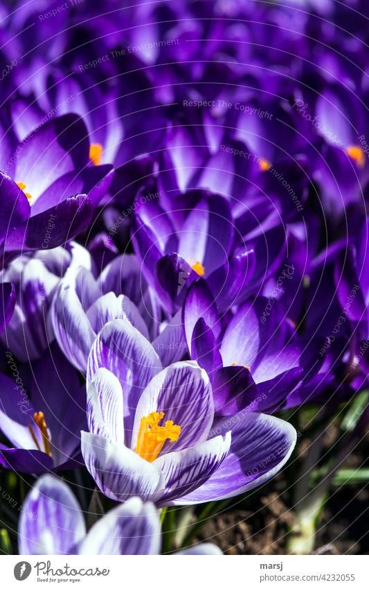 Purple Crocus Sea Plant Violet Blossoming Illuminate Spring Contrast Central perspective Morning Anticipation naturally Force Back-light Small Shadow