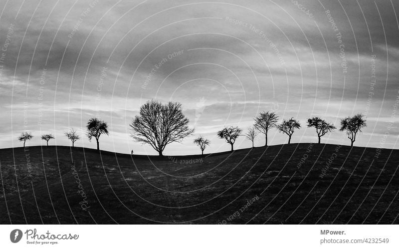 alone under 12 fine black-white trees Hill bare trees Human being Hiking on one's own Gloomy somber Curved Small Horizon silhouette Clouds Winter Sky Landscape