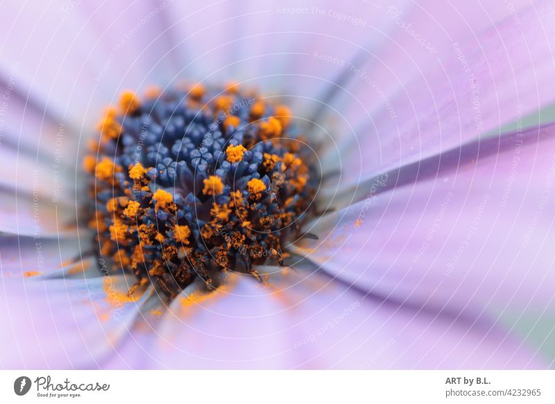 macro flora floral Close-up Noble Flower Delicate Garden photographic art Blossom Marguerite purple petals blurred flowers in the flower