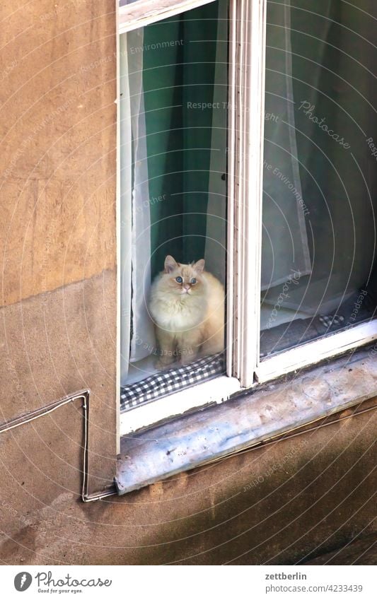Cat in window Old building on the outside Facade Window Window seat House (Residential Structure) rear building Backyard Courtyard Interior courtyard downtown