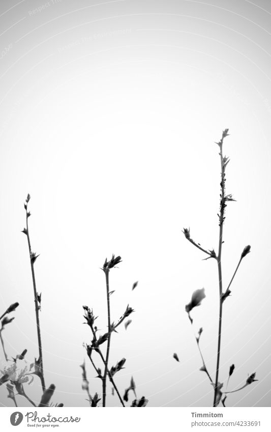 Ready for Easter decoration wax Twigs and branches leaves blossoms Spring magnolia Nature Plant Deserted Sky Black & white photo naturally Gloomy