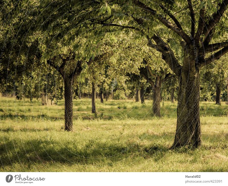 orchard meadow Landscape Plant Summer Tree Meadow Yellow Green Fruittree meadow Colour photo Subdued colour Exterior shot Deserted Light Sunlight
